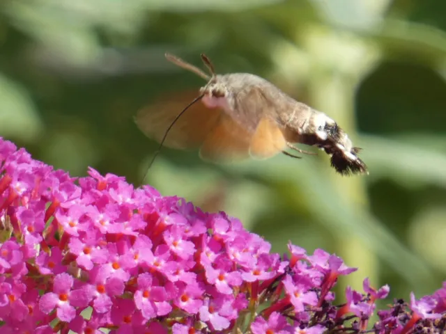 Macroglossum stellatarum - kacsafarkú szender