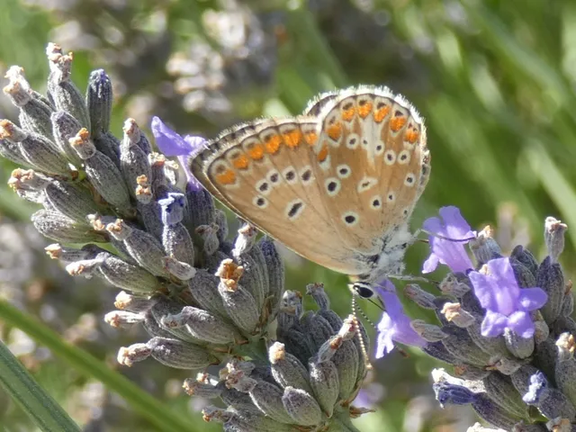 Aricia agestis - szerecsenboglárka