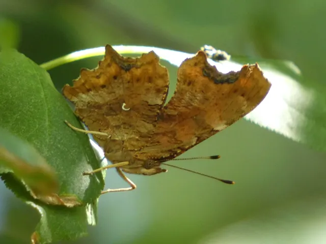Nymphalis c-album - C-betűs lepke