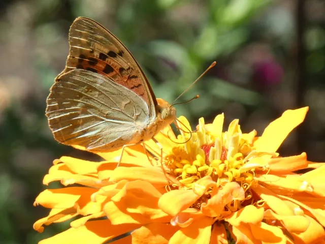 Argynnis pandora - zöldes gyöngyházlepke