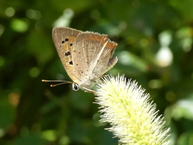 Lycaena phlaeas - közönséges tűzlepke