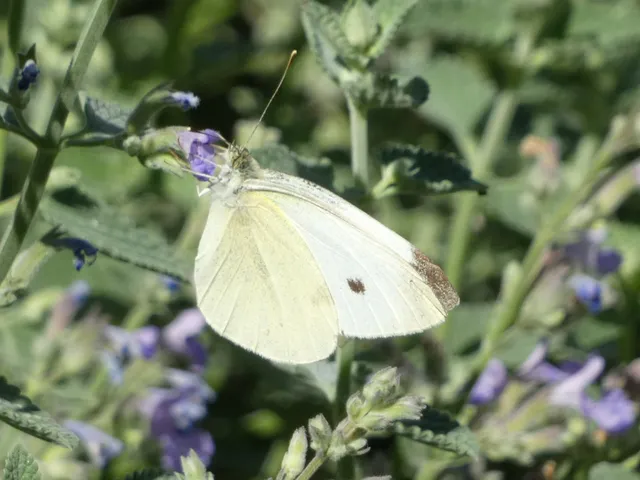 Pieris rapae - répalepke