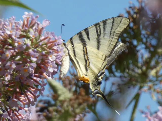 Iphiclides podalirius - kardoslepke