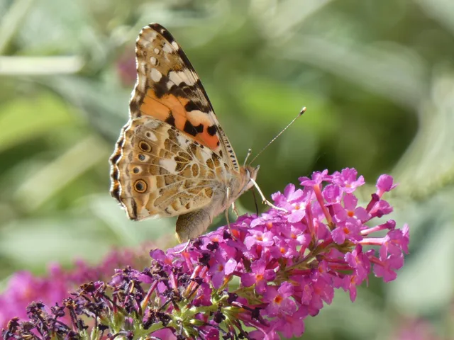 Vanessa cardui - bogáncslepke