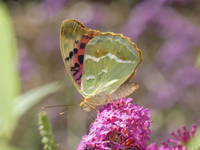 Argynnis pandora - zöldes gyöngyházlepke