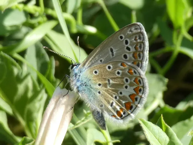 Polyommatus icarus - közönséges boglárka