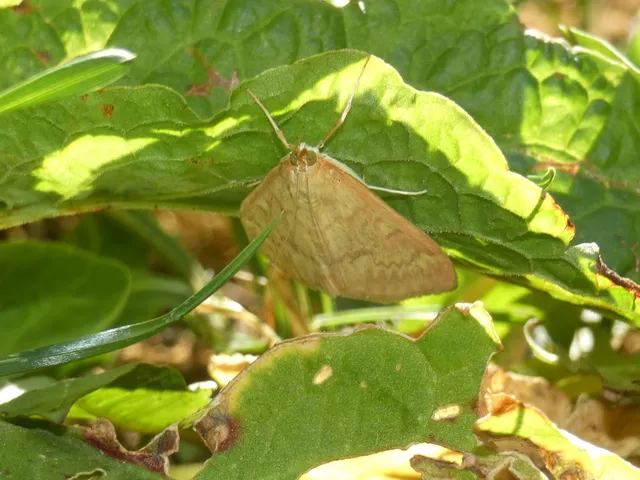 Ostrinia nubilalis - kukoricamoly