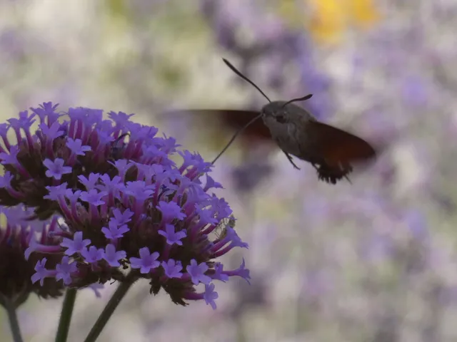 Macroglossum stellatarum - kacsafarkú szender