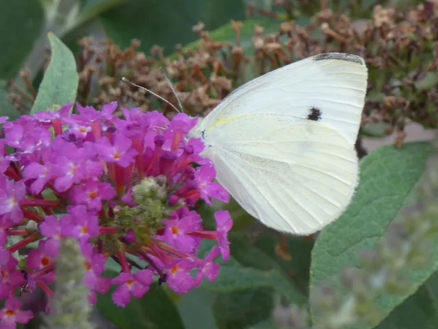 Pieris rapae - répalepke