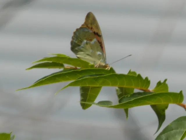 Argynnis pandora - zöldes gyöngyházlepke