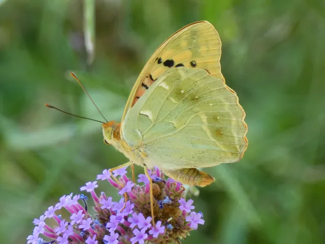 Argynnis pandora - zöldes gyöngyházlepke