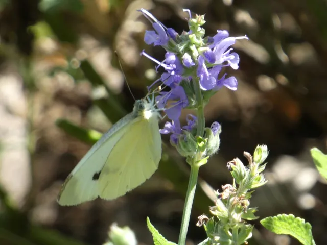Pieris rapae - répalepke