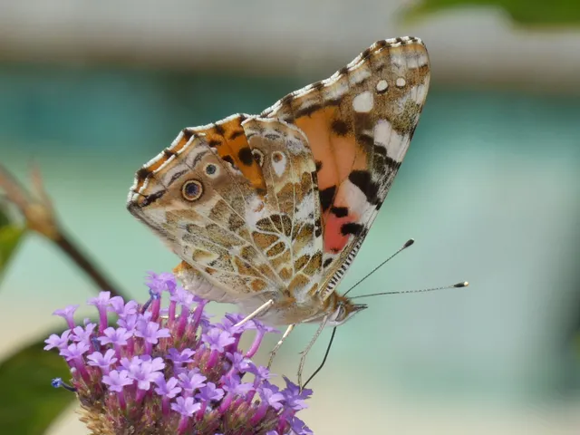 Vanessa cardui - bogáncslepke