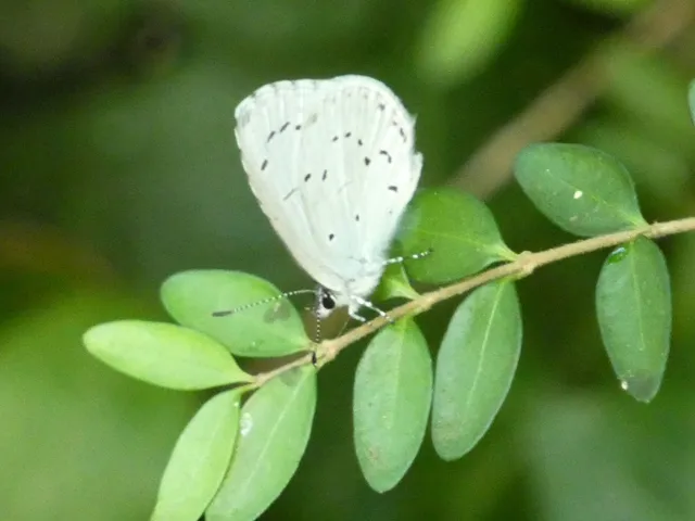 Celastrina argiolus - bengeboglárka