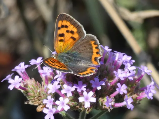 Lycaena phlaeas - közönséges tűzlepke