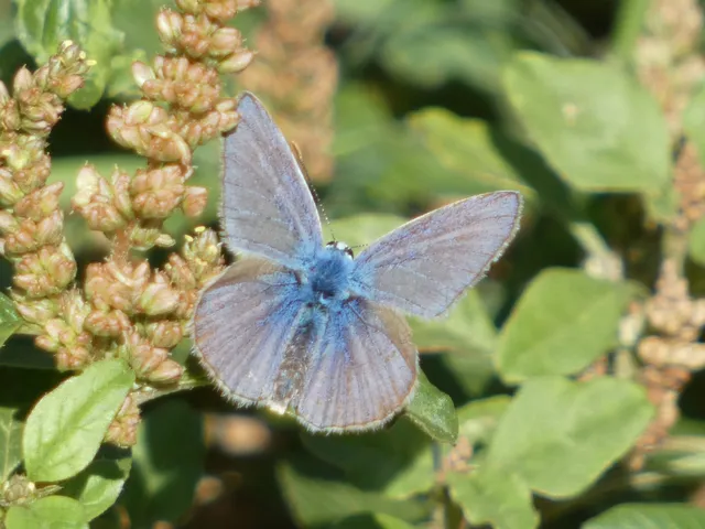 Polyommatus icarus - közönséges boglárka