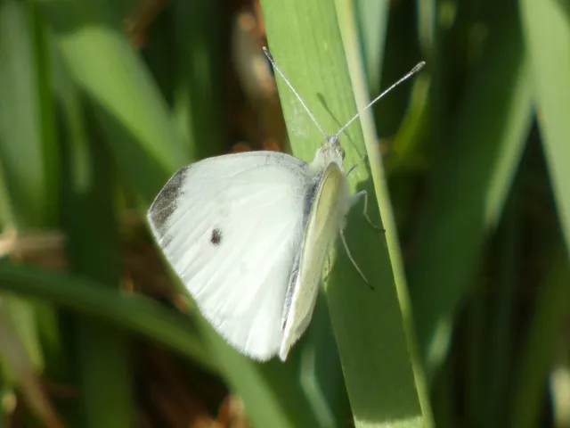 Pieris rapae - répalepke
