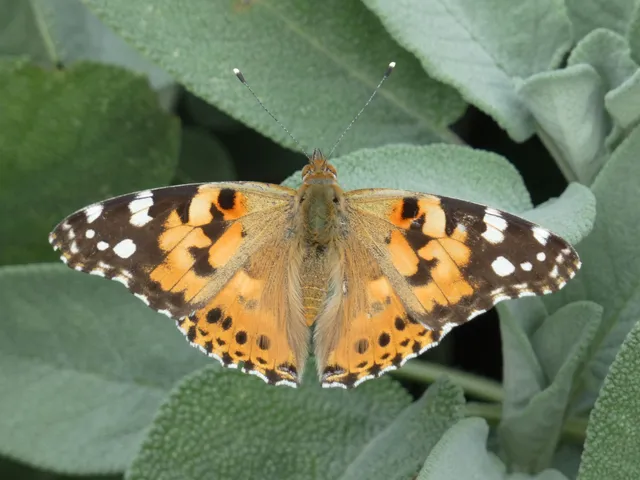 Vanessa cardui - bogáncslepke