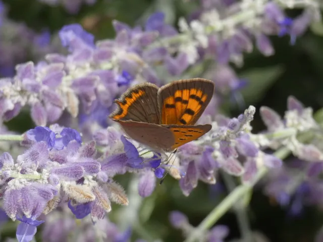 Lycaena phlaeas - közönséges tűzlepke