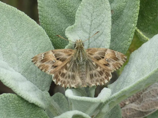 Carcharodus alceae - mályva-busalepke