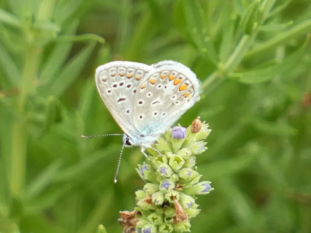 Polyommatus icarus - közönséges boglárka