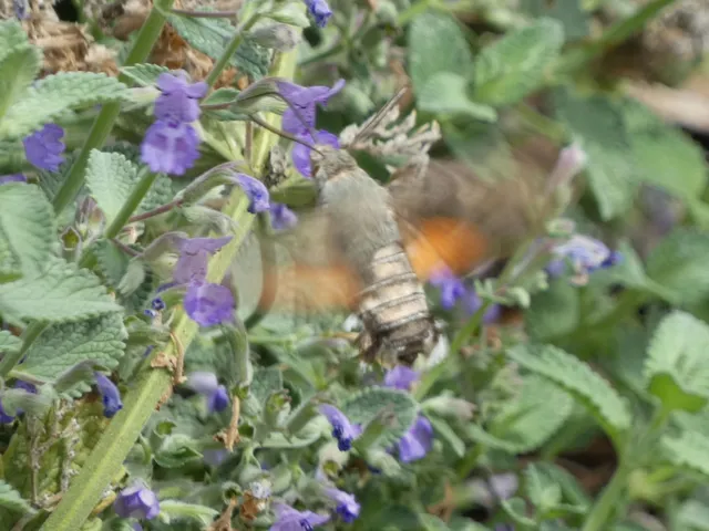 Macroglossum stellatarum - kacsafarkú szender