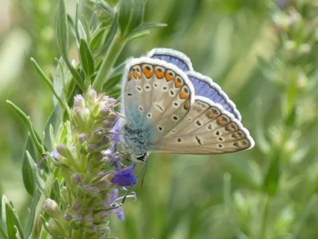 Polyommatus icarus - közönséges boglárka