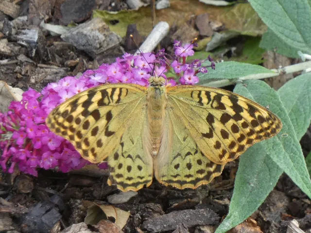 Argynnis pandora - zöldes gyöngyházlepke