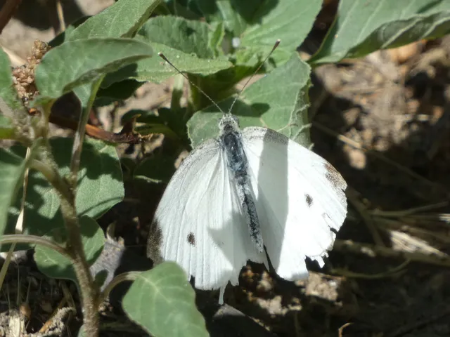Pieris rapae - répalepke