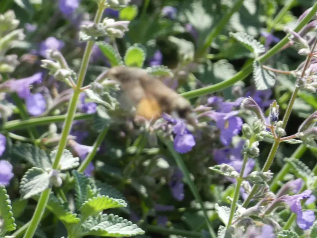 Macroglossum stellatarum - kacsafarkú szender