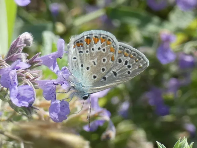 Polyommatus icarus - közönséges boglárka