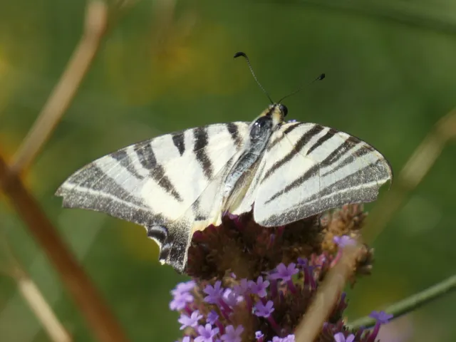 Iphiclides podalirius - kardoslepke