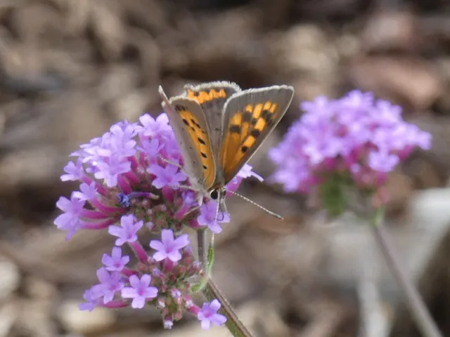Lycaena phlaeas - közönséges tűzlepke