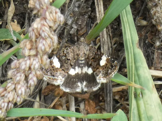 Tyta luctuosa - fekete nappalibagoly