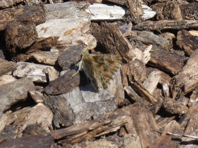 Carcharodus alceae - mályva-busalepke