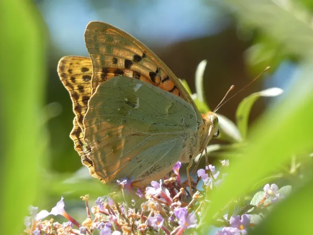 Argynnis pandora - zöldes gyöngyházlepke