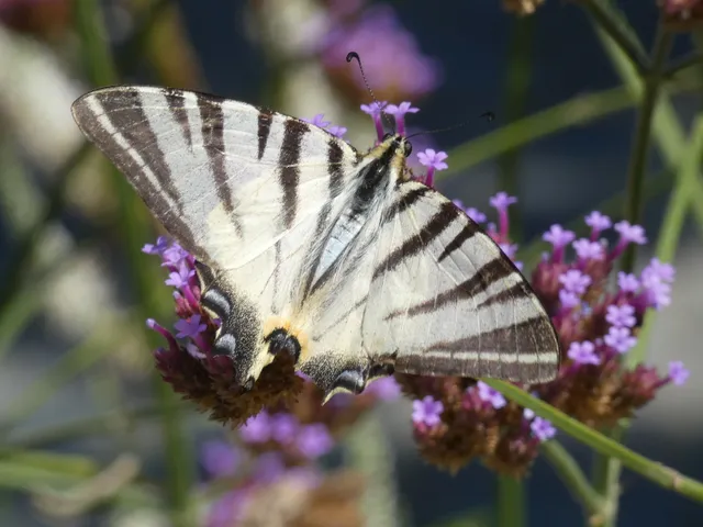 Iphiclides podalirius - kardoslepke