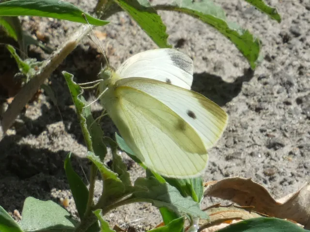 Pieris rapae - répalepke