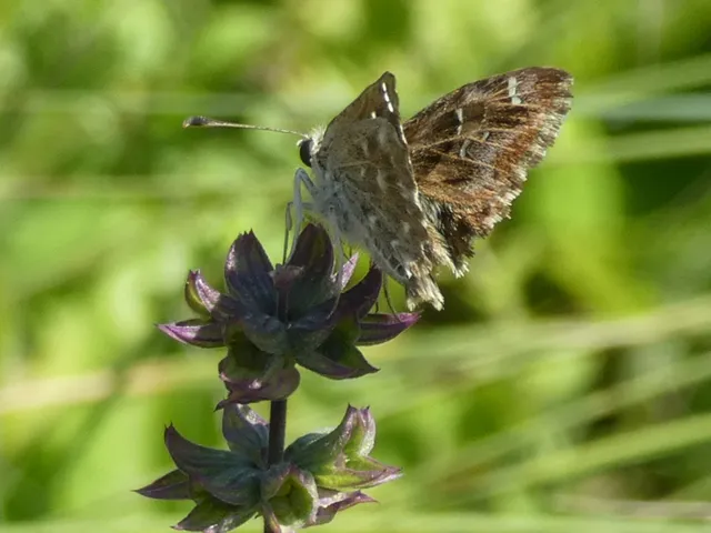 Carcharodus alceae - mályva-busalepke
