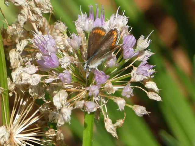 Aricia agestis - szerecsenboglárka