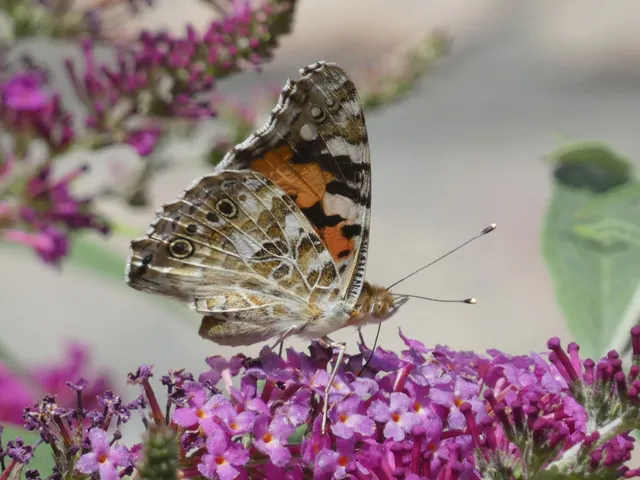 Vanessa cardui - bogáncslepke