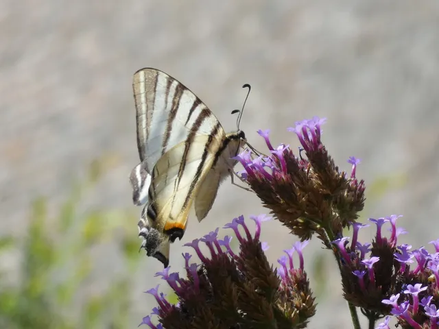 Iphiclides podalirius - kardoslepke