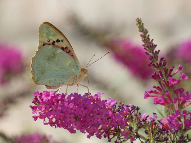 Argynnis pandora - zöldes gyöngyházlepke