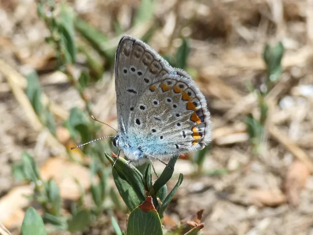 Polyommatus icarus - közönséges boglárka