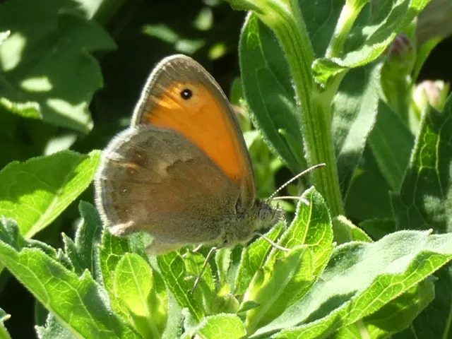 Coenonympha pamphilus - kis szénalepke