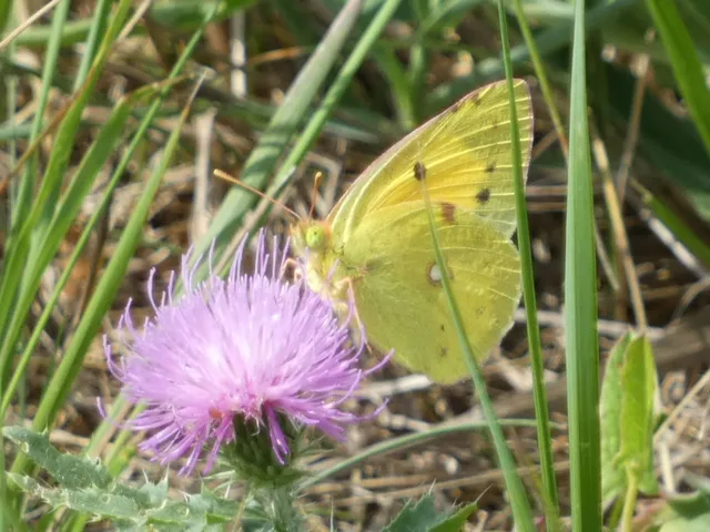 Colias croceus - sáfránylepke