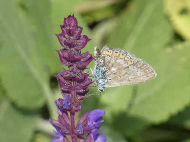 Polyommatus icarus - közönséges boglárka