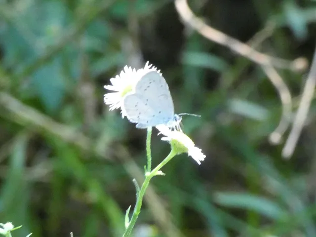 Celastrina argiolus - bengeboglárka