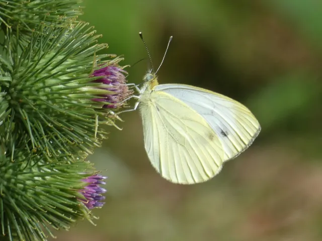 Pieris napi - repcelepke