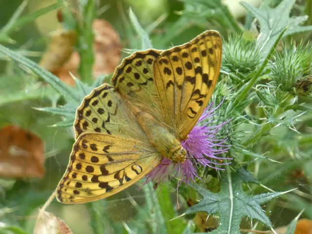 Argynnis pandora - zöldes gyöngyházlepke
